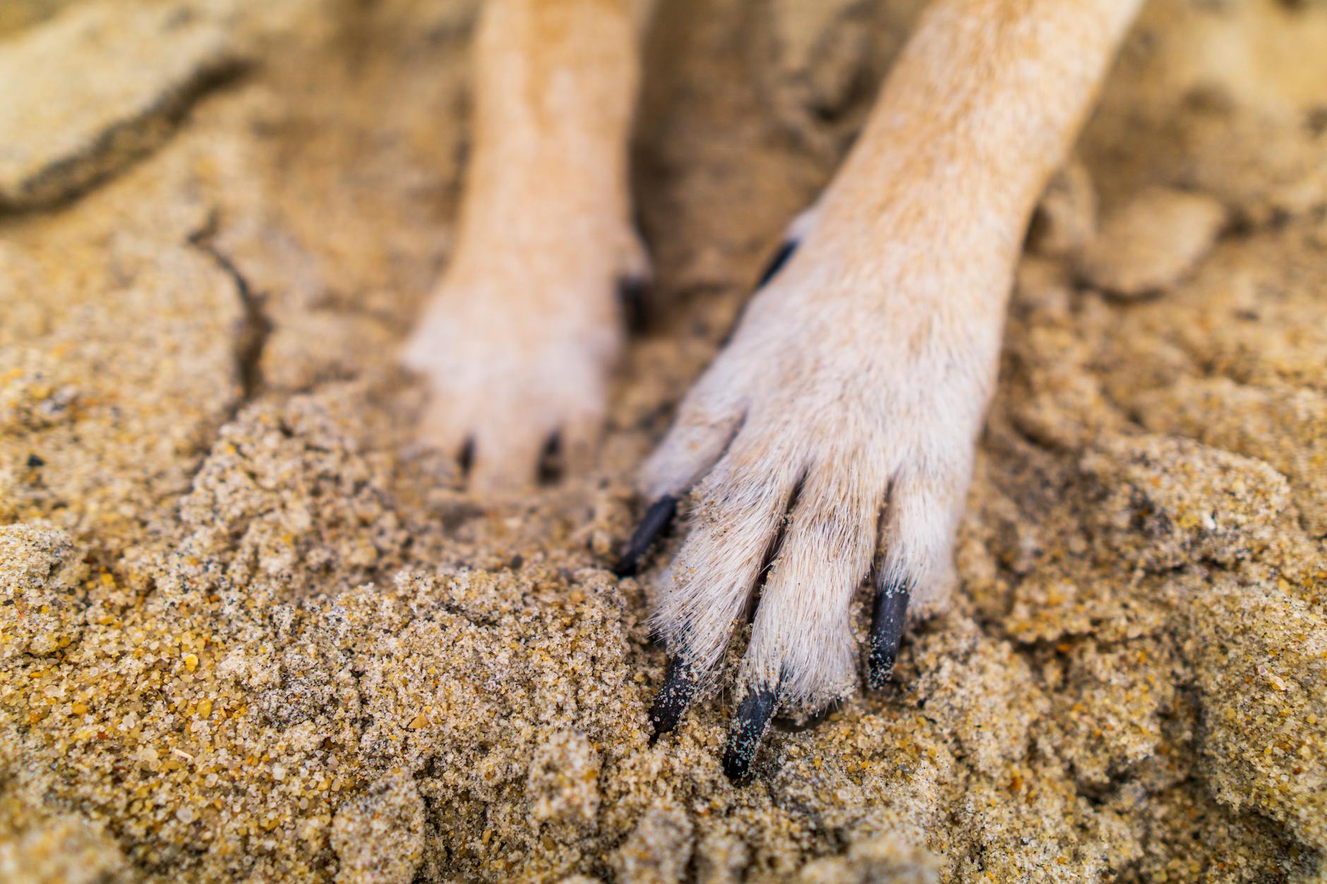 Forstå din hunds hale – hvad den prøver at fortælle dig