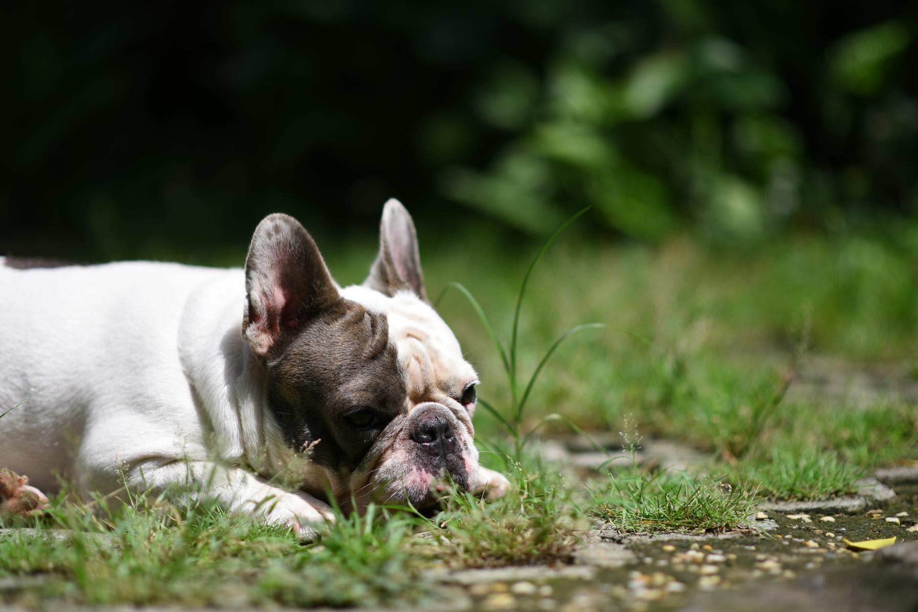 Gode legeplads-vaner for hunde i socialisering