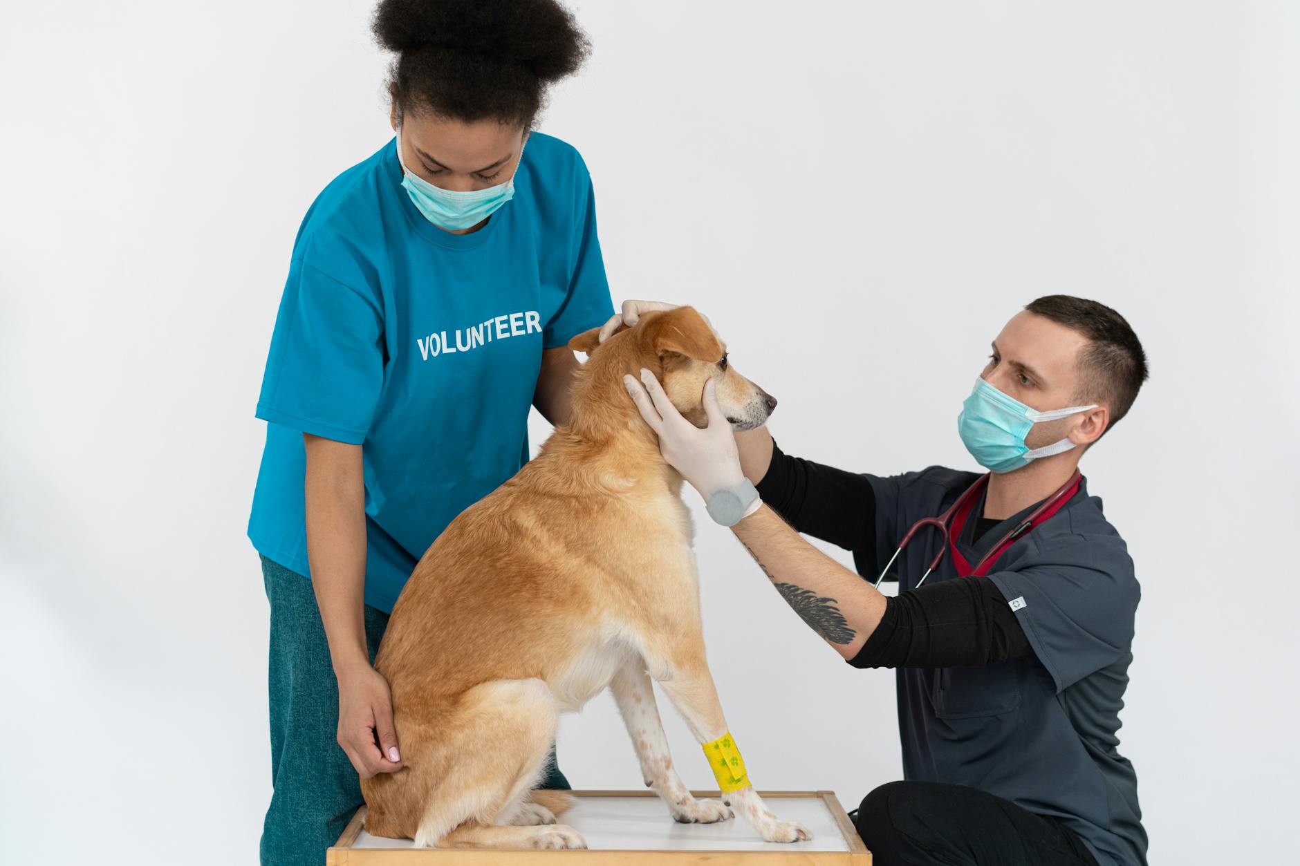 Gør din hund klar til mødet med andre hunde
