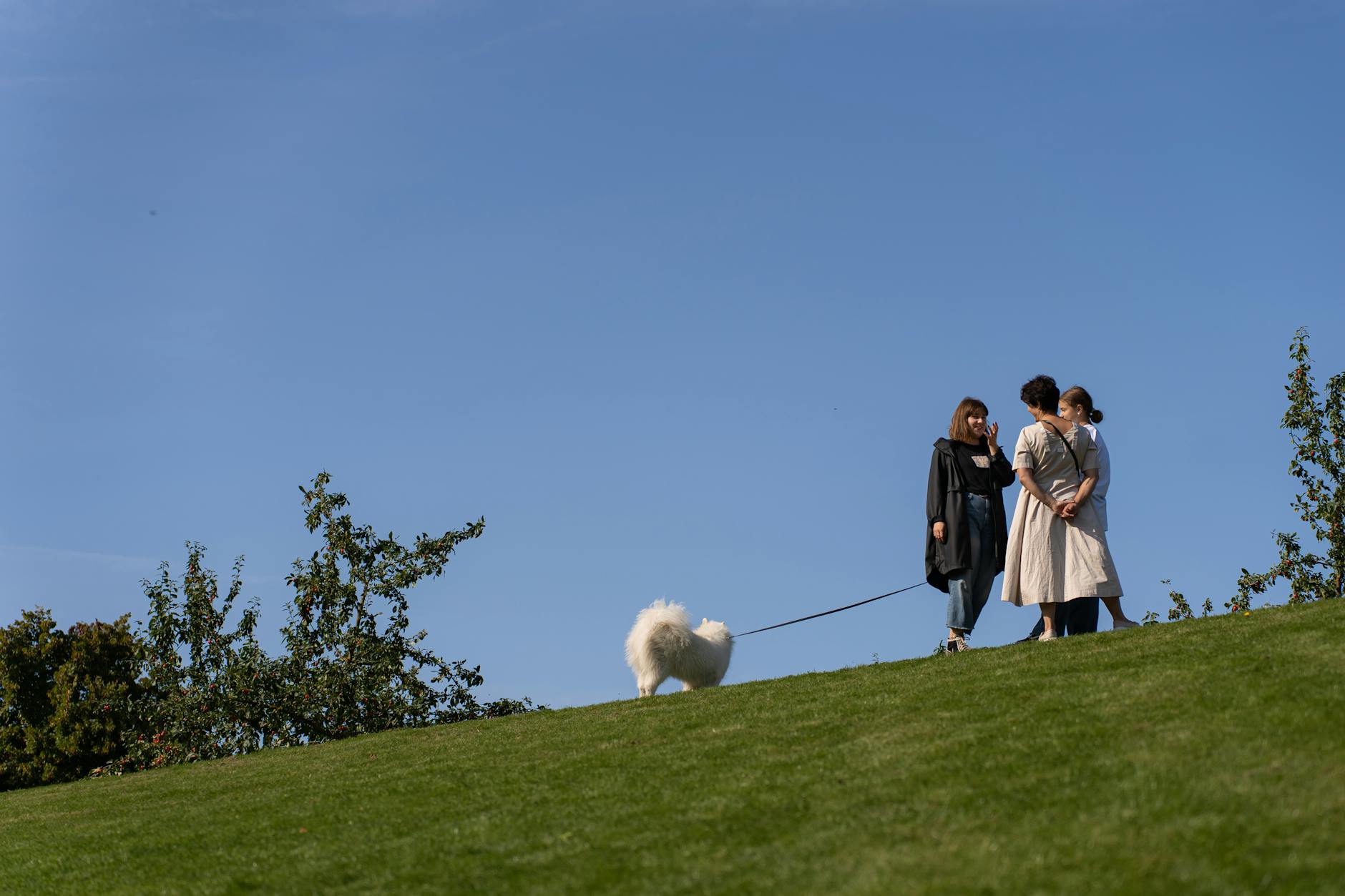 Hvad betyder det, når din hund gaber uden at være træt?