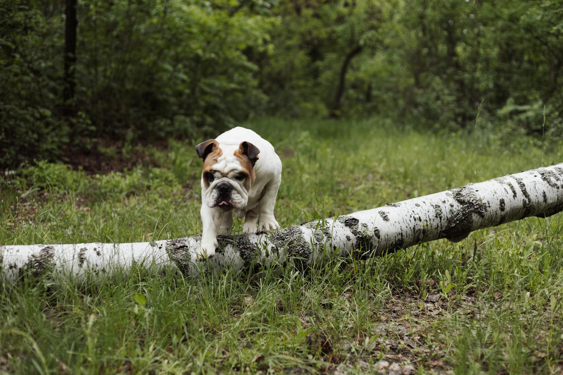Hvad betyder det, når din hund kigger væk?