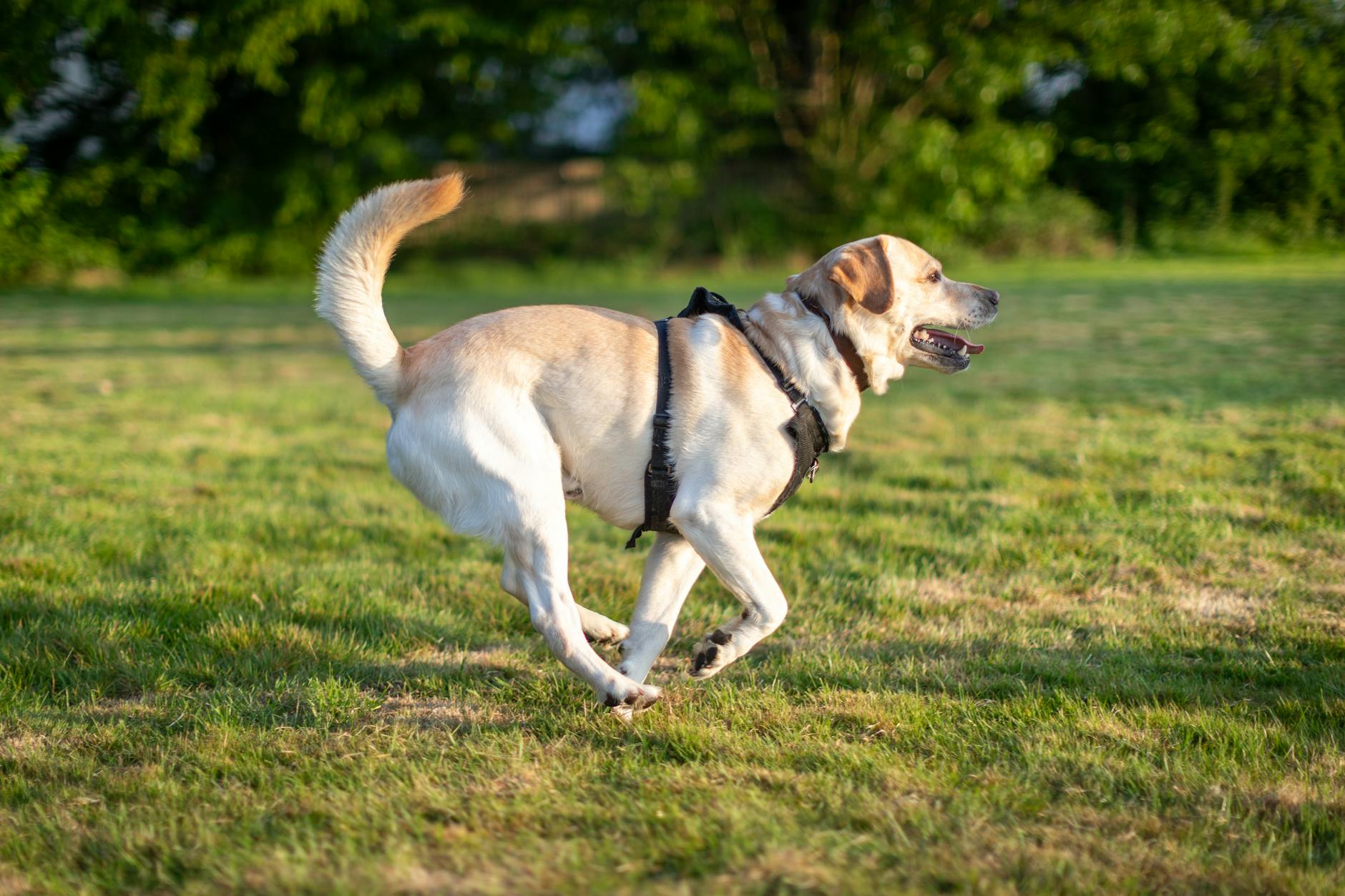 Hvad betyder det, når din hund viser tænder?