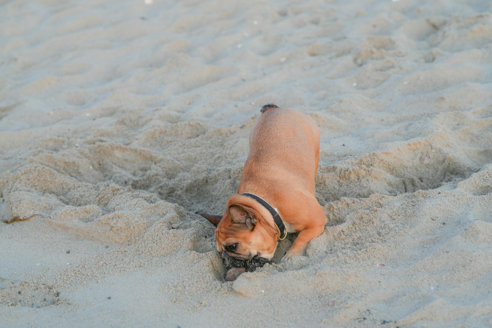 Hvad betyder det, når hunden slikker dig eller sig selv?