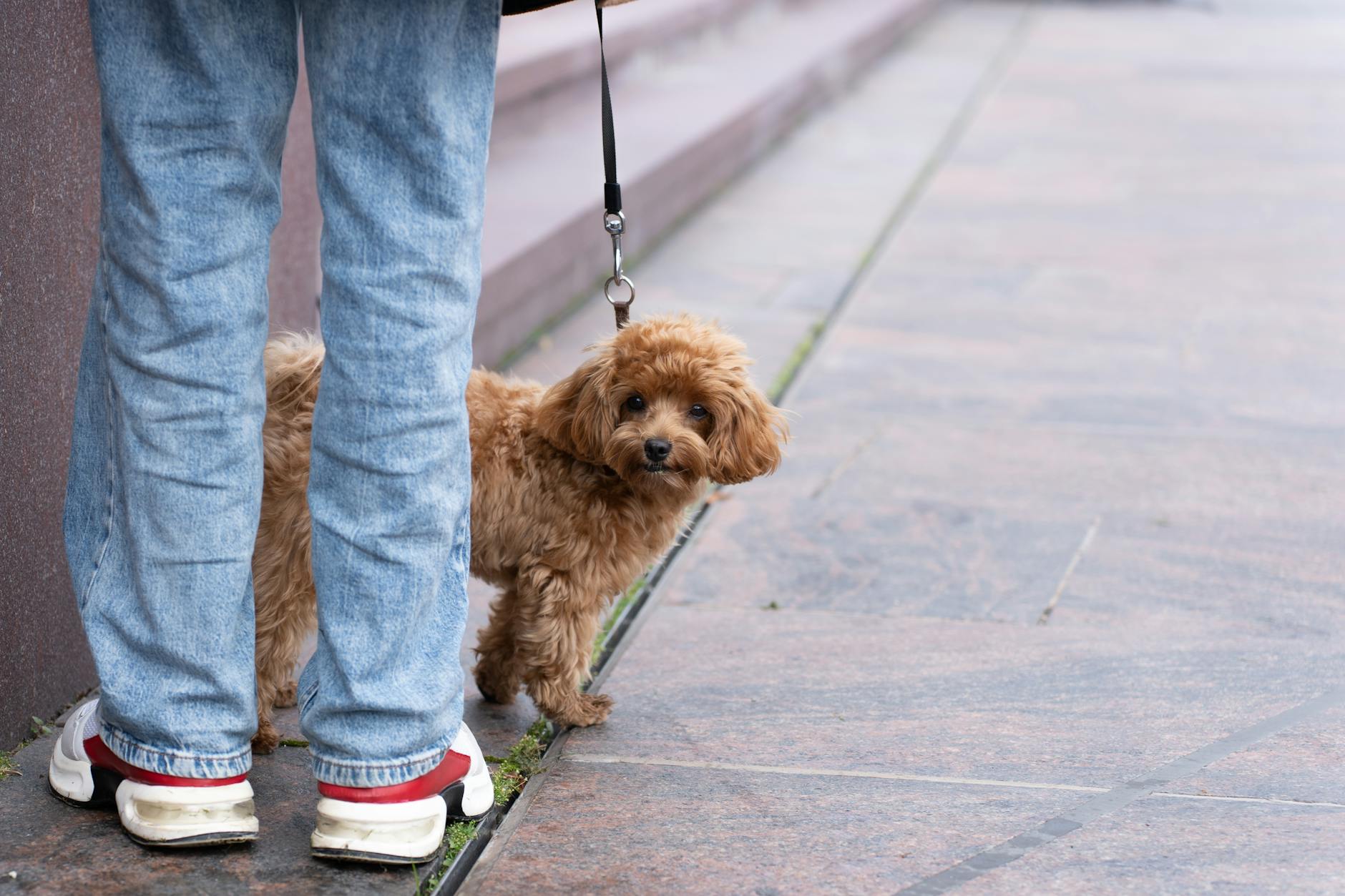 Hvordan hunde viser kærlighed – uden ord