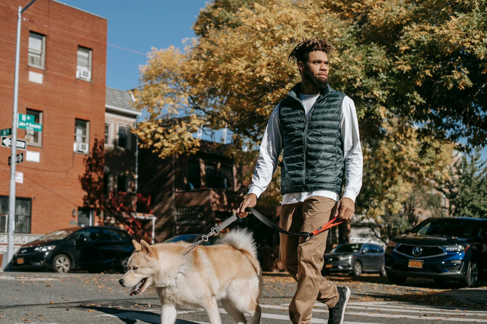Hvordan introducerer man en ny hund i hjemmet?