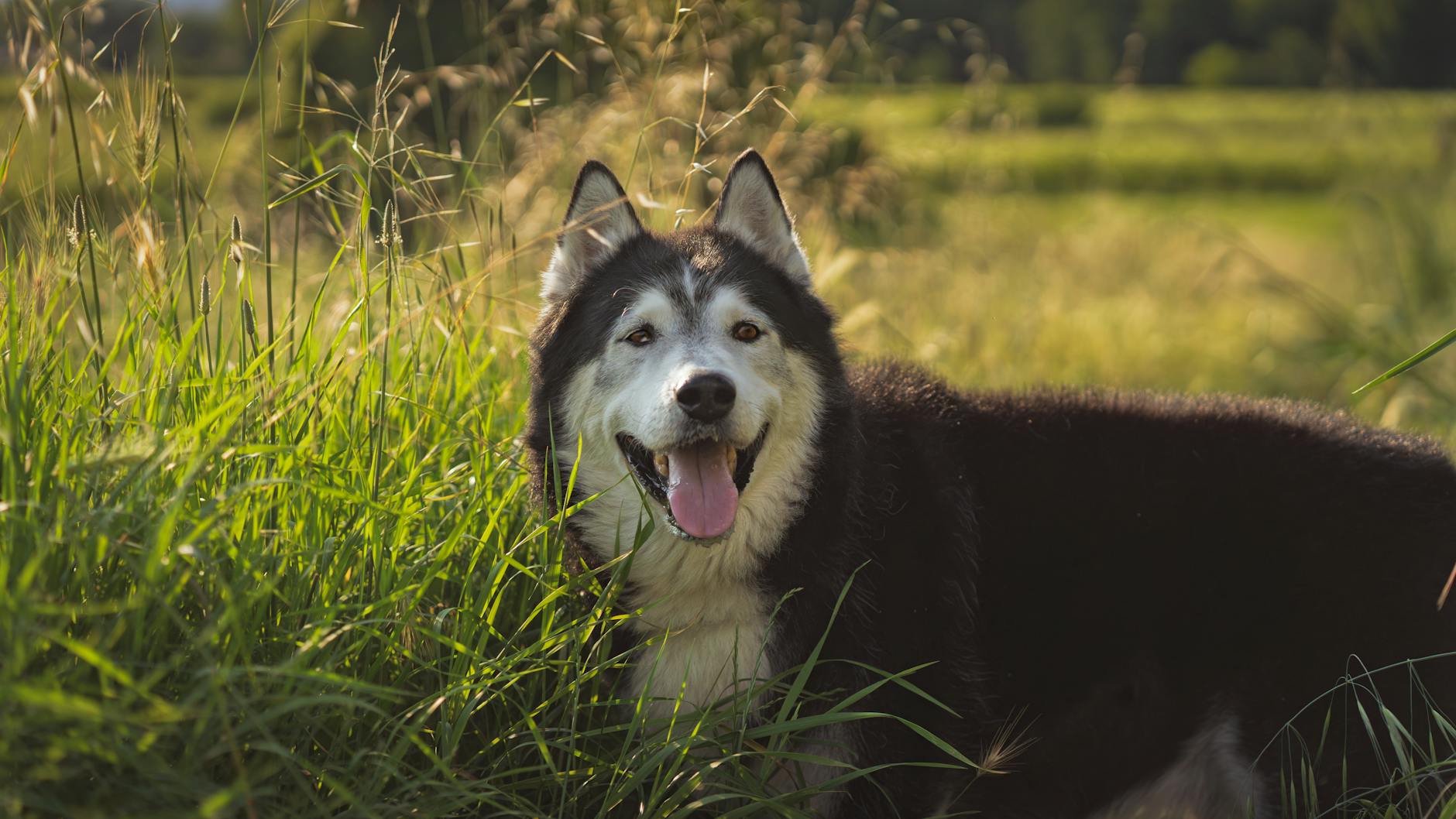 Lydsignaler hunde bruger til at kommunikere