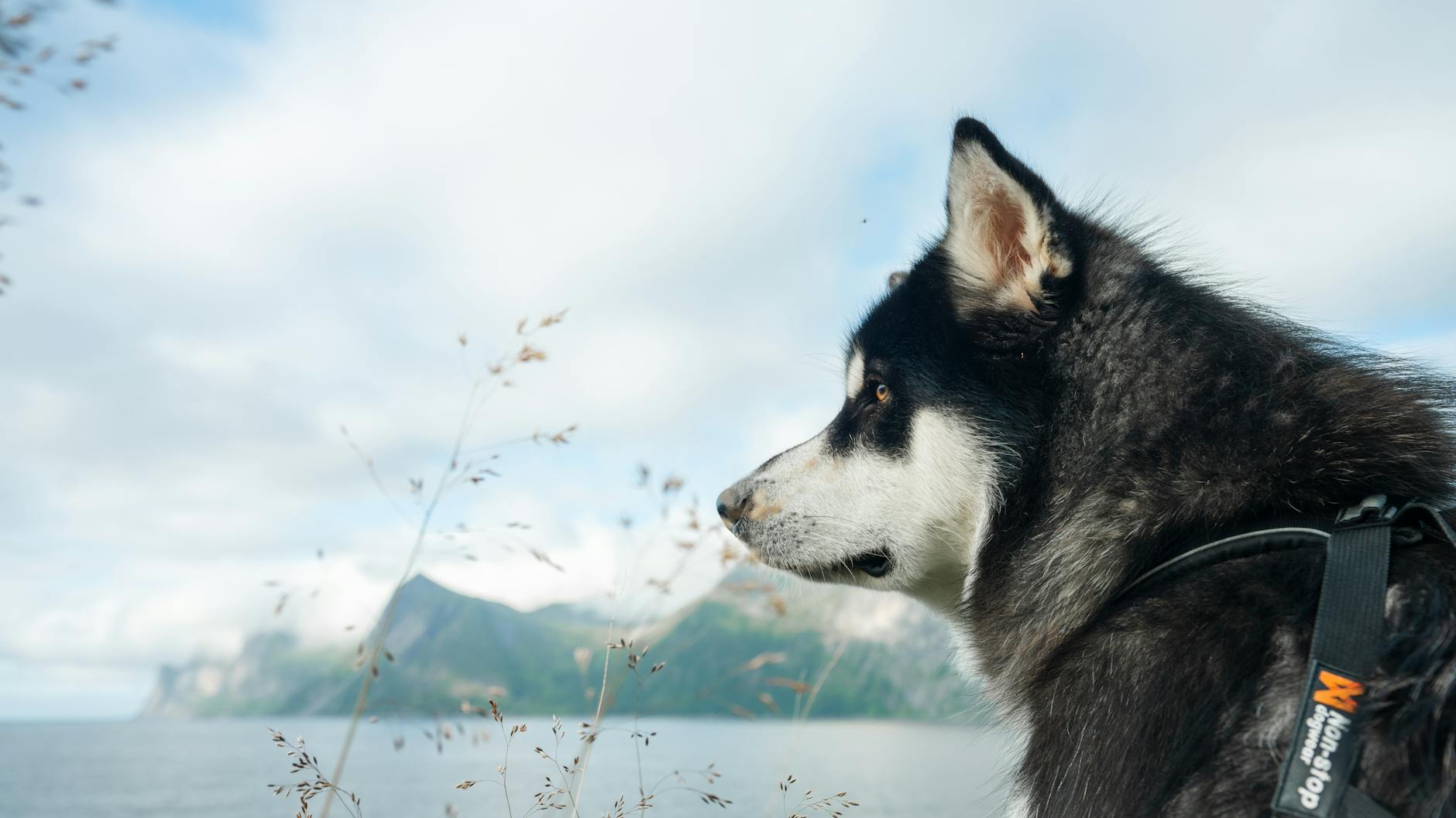 Misforståelser mellem hund og ejer: De typiske signaler du overser