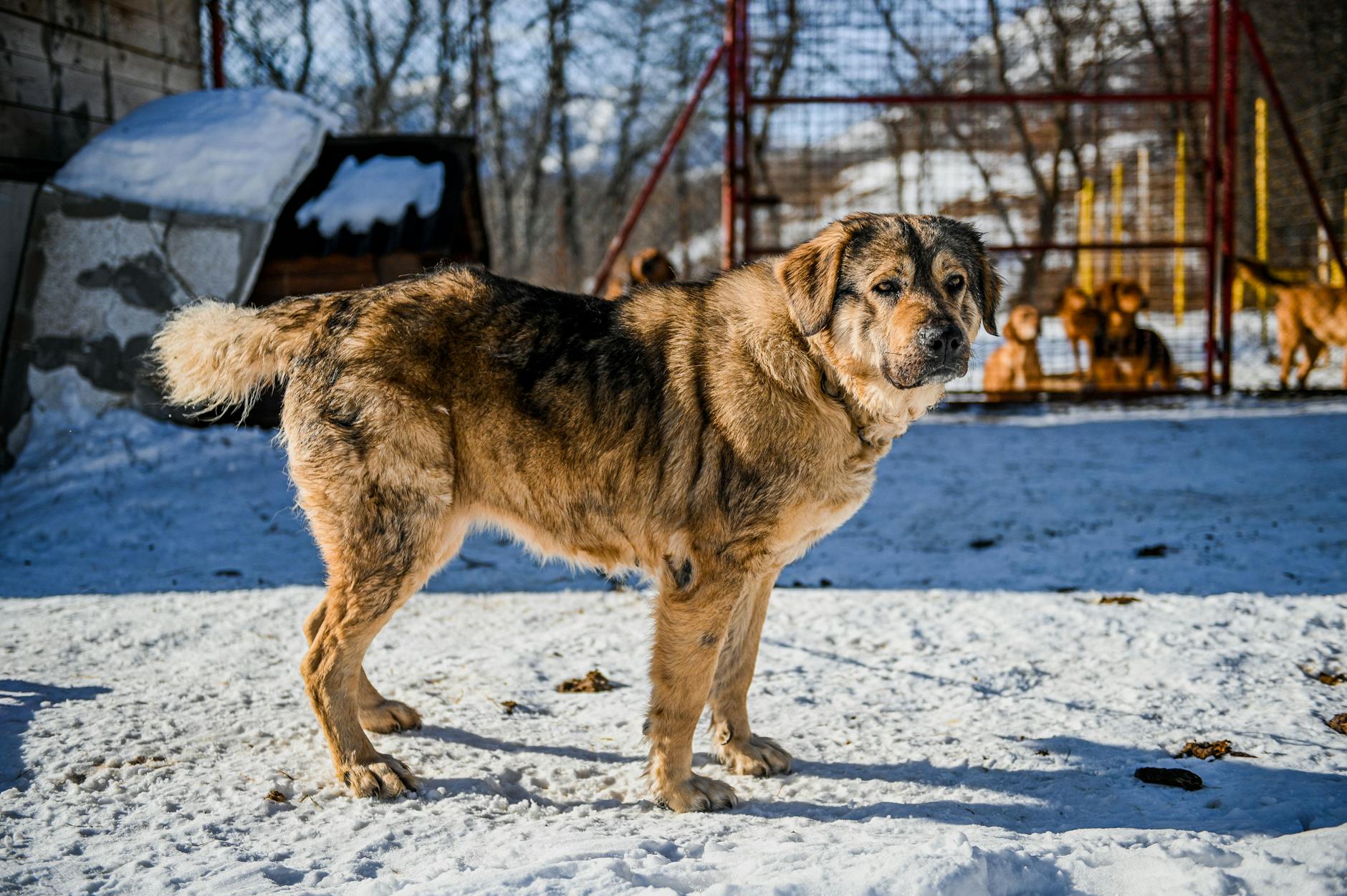 Sådan læser du din hunds øjne og blikretning
